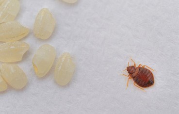 Bedbug with eggs : A bedbug is a tiny insect with broad, oval body. If ...